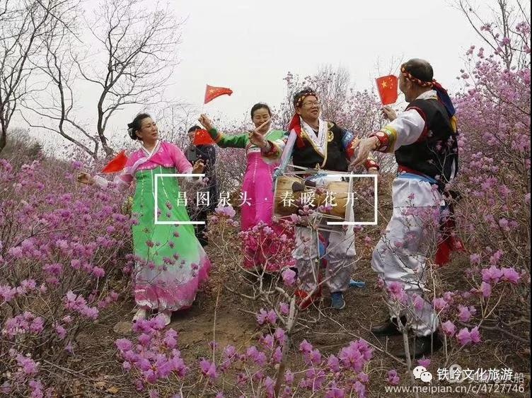 昌图泉头杜鹃花