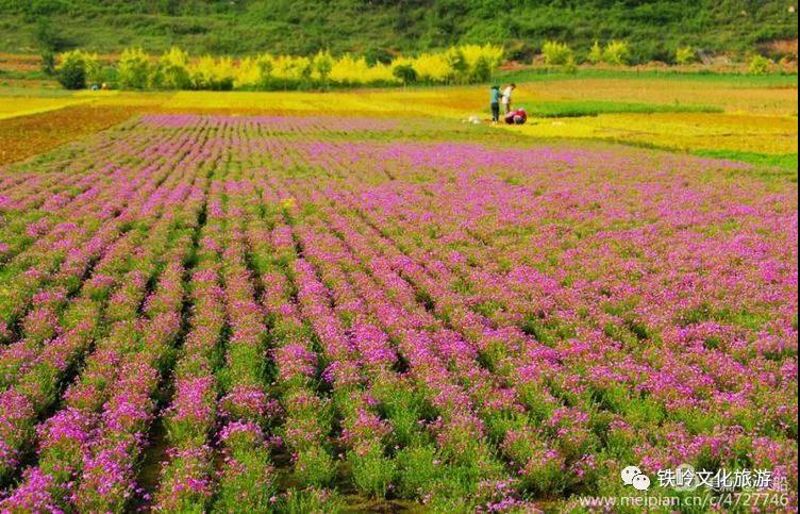 开原市靠山乡彩色廊道一瞥
