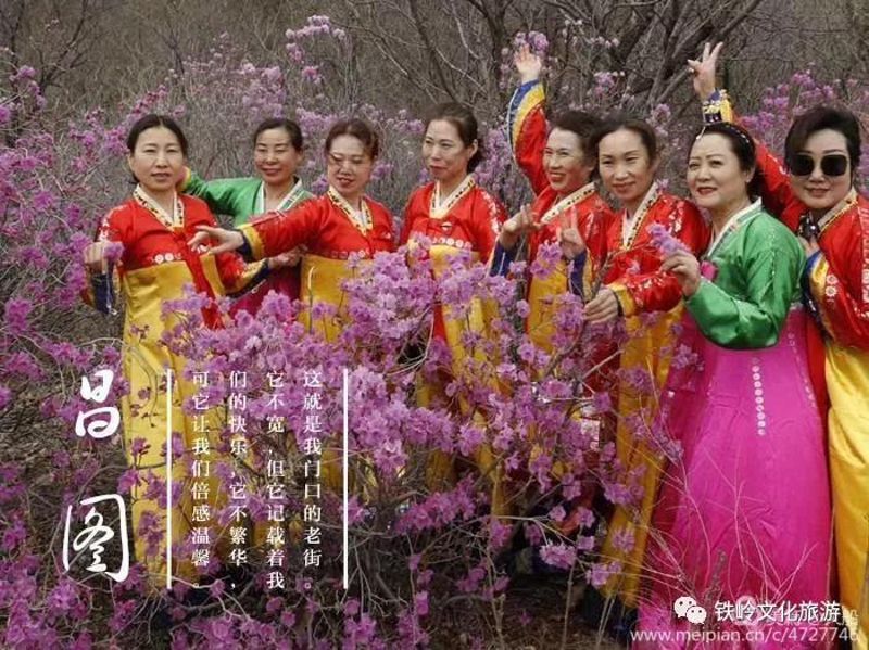昌图泉头杜鹃花1