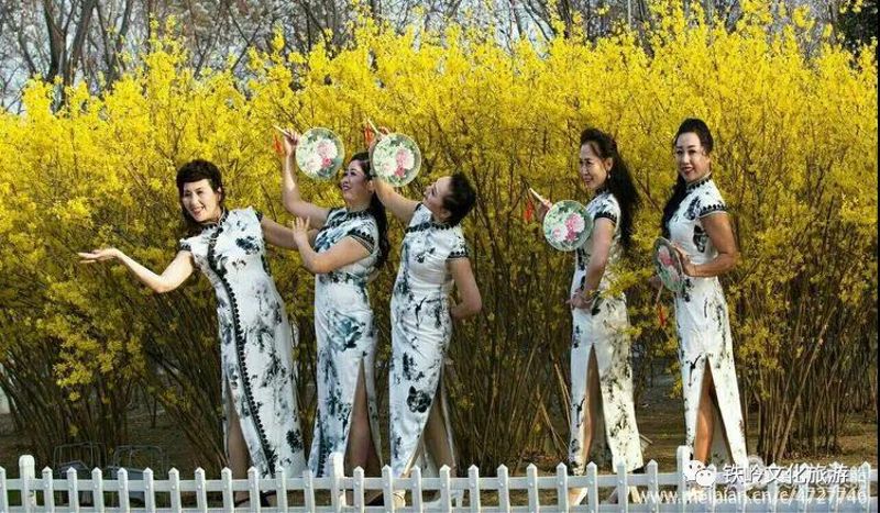 铁岭凡河新区迎春花