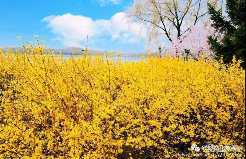 铁岭凡河新区钻石广场迎春花
